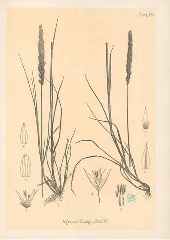 Reproducción/Reproduction 48308502967: The indigenous grasses of New Zealand.. Wellington, N. Z.,by authority, G. Didsbury, Govt. Printer,1878-1880.. 