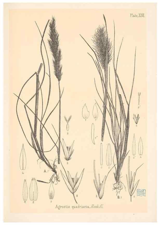 Reproducción/Reproduction 48308503357: The indigenous grasses of New Zealand.. Wellington, N. Z.,by authority, G. Didsbury, Govt. Printer,1878-1880.. 
