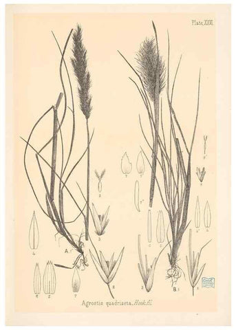 Reproducción/Reproduction 48308503357: The indigenous grasses of New Zealand.. Wellington, N. Z.,by authority, G. Didsbury, Govt. Printer,1878-1880.. 