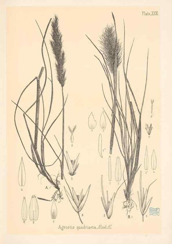 Reproducción/Reproduction 48308503357: The indigenous grasses of New Zealand.. Wellington, N. Z.,by authority, G. Didsbury, Govt. Printer,1878-1880.. 