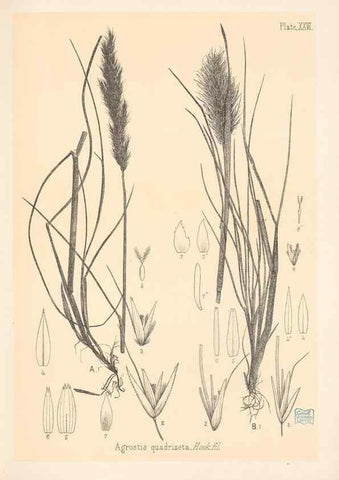 Reproducción/Reproduction 48308503357: The indigenous grasses of New Zealand.. Wellington, N. Z.,by authority, G. Didsbury, Govt. Printer,1878-1880.. 