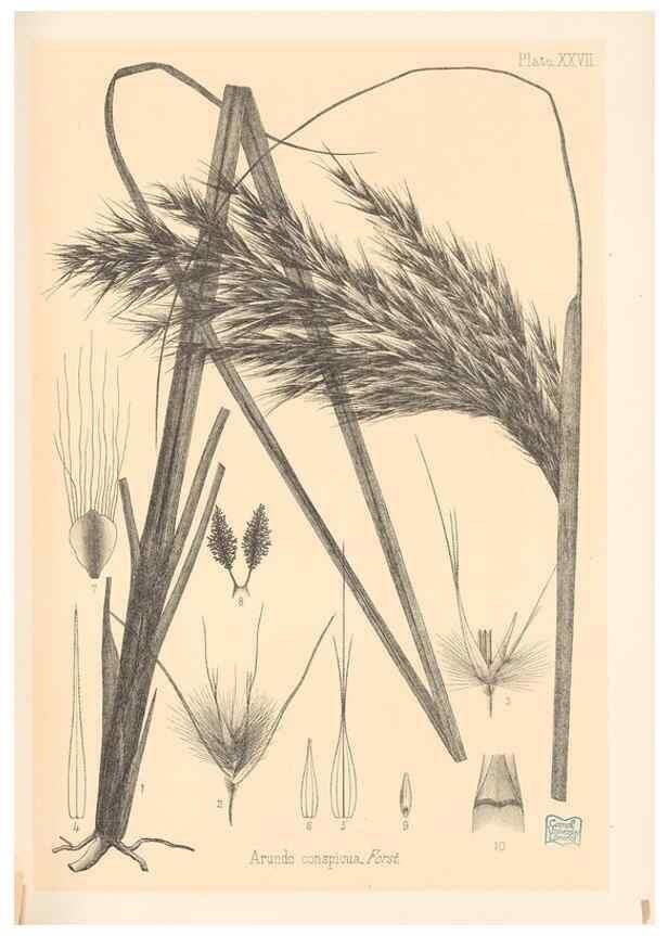 Reproducción/Reproduction 48308391561: The indigenous grasses of New Zealand.. Wellington, N. Z.,by authority, G. Didsbury, Govt. Printer,1878-1880.. 