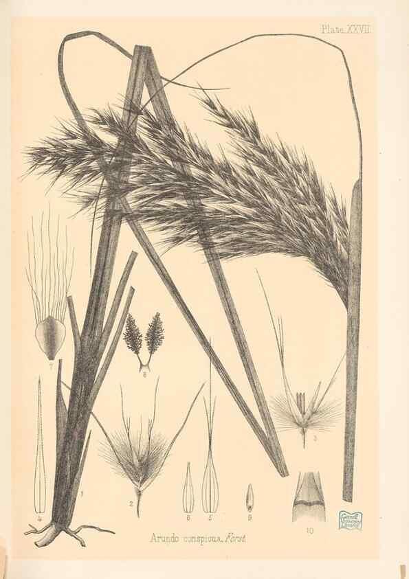 Reproducción/Reproduction 48308391561: The indigenous grasses of New Zealand.. Wellington, N. Z.,by authority, G. Didsbury, Govt. Printer,1878-1880.. 