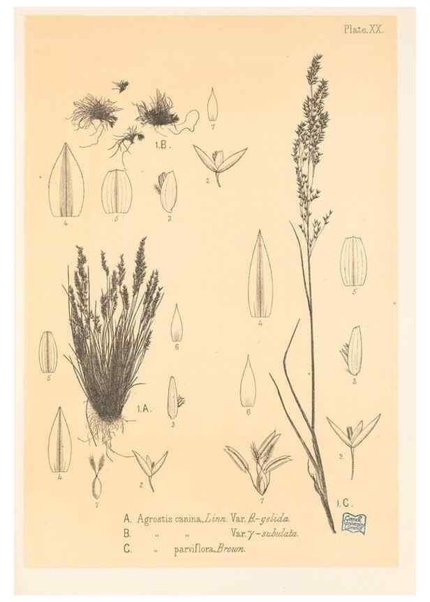 Reproducción/Reproduction 48308464512: The indigenous grasses of New Zealand.. Wellington, N. Z.,by authority, G. Didsbury, Govt. Printer,1878-1880.. 
