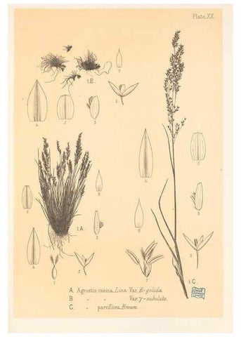 Reproducción/Reproduction 48308464512: The indigenous grasses of New Zealand.. Wellington, N. Z.,by authority, G. Didsbury, Govt. Printer,1878-1880.. 