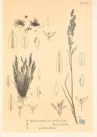 Reproducción/Reproduction 48308464512: The indigenous grasses of New Zealand.. Wellington, N. Z.,by authority, G. Didsbury, Govt. Printer,1878-1880.. 