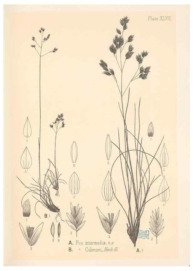 Reproducción/Reproduction 48308425476: The indigenous grasses of New Zealand.. Wellington, N. Z.,by authority, G. Didsbury, Govt. Printer,1878-1880.. 