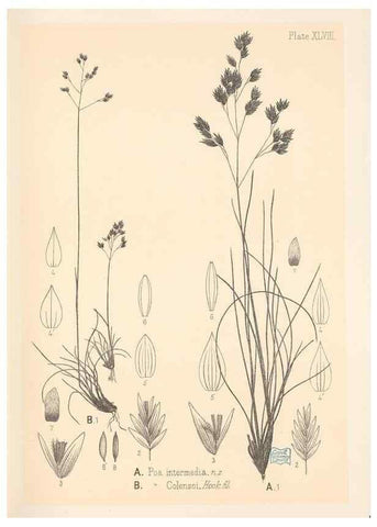 Reproducción/Reproduction 48308425476: The indigenous grasses of New Zealand.. Wellington, N. Z.,by authority, G. Didsbury, Govt. Printer,1878-1880.. 