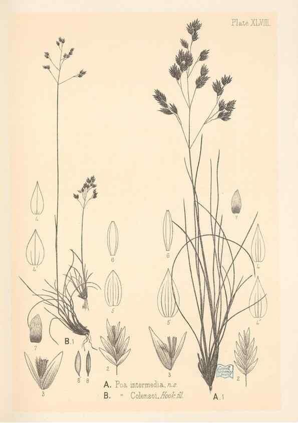 Reproducción/Reproduction 48308425476: The indigenous grasses of New Zealand.. Wellington, N. Z.,by authority, G. Didsbury, Govt. Printer,1878-1880.. 