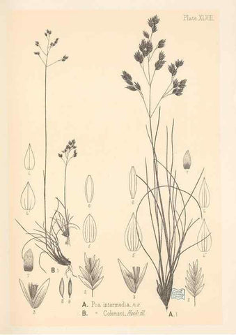 Reproducción/Reproduction 48308425476: The indigenous grasses of New Zealand.. Wellington, N. Z.,by authority, G. Didsbury, Govt. Printer,1878-1880.. 