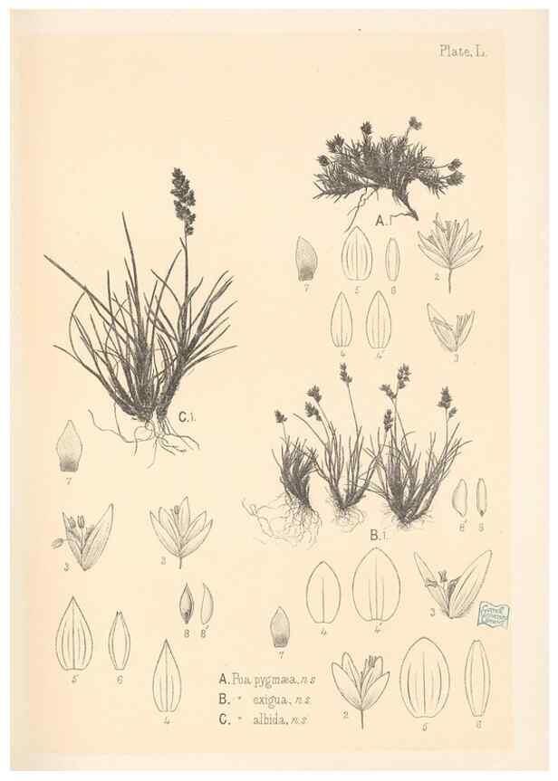 Reproducción/Reproduction 48308426361: The indigenous grasses of New Zealand.. Wellington, N. Z.,by authority, G. Didsbury, Govt. Printer,1878-1880.. 