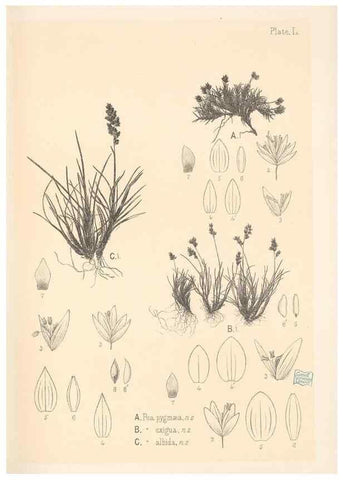Reproducción/Reproduction 48308426361: The indigenous grasses of New Zealand.. Wellington, N. Z.,by authority, G. Didsbury, Govt. Printer,1878-1880.. 