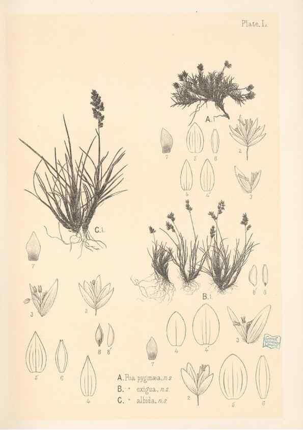 Reproducción/Reproduction 48308426361: The indigenous grasses of New Zealand.. Wellington, N. Z.,by authority, G. Didsbury, Govt. Printer,1878-1880.. 
