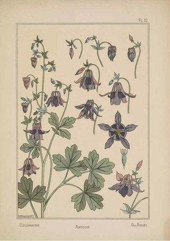 Reproducción/Reproduction 48308937236: La plante et ses applications ornementales /. Paris :Librairie Centrale des Beaux-Arts, E. Lévy, éditeur ...[1896]. 