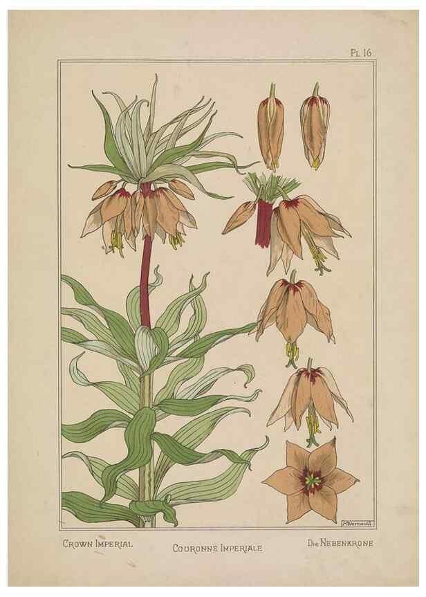 Reproducción/Reproduction 48309050652: La plante et ses applications ornementales /. Paris :Librairie Centrale des Beaux-Arts, E. Lévy, éditeur ...[1896]. 