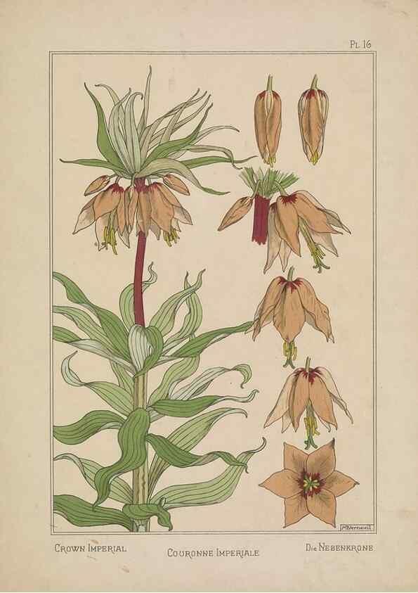 Reproducción/Reproduction 48309050652: La plante et ses applications ornementales /. Paris :Librairie Centrale des Beaux-Arts, E. Lévy, éditeur ...[1896]. 