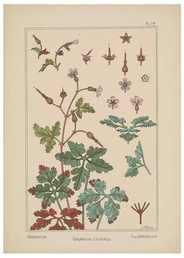 Reproducción/Reproduction 48308940716: La plante et ses applications ornementales /. Paris :Librairie Centrale des Beaux-Arts, E. Lévy, éditeur ...[1896]. 