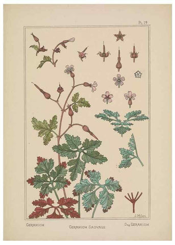 Reproducción/Reproduction 48308940716: La plante et ses applications ornementales /. Paris :Librairie Centrale des Beaux-Arts, E. Lévy, éditeur ...[1896]. 