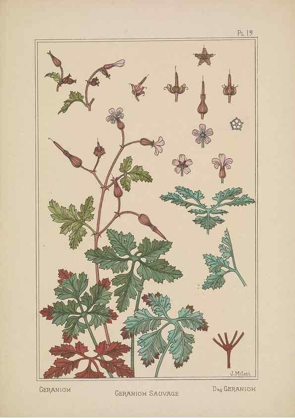 Reproducción/Reproduction 48308940716: La plante et ses applications ornementales /. Paris :Librairie Centrale des Beaux-Arts, E. Lévy, éditeur ...[1896]. 