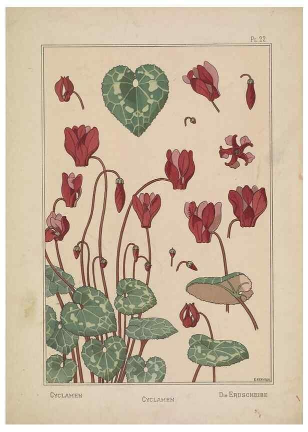 Reproducción/Reproduction 48308941461: La plante et ses applications ornementales /. Paris :Librairie Centrale des Beaux-Arts, E. Lévy, éditeur ...[1896]. 