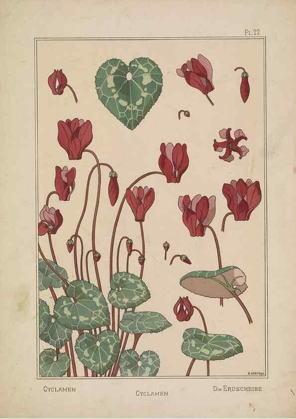 Reproducción/Reproduction 48308941461: La plante et ses applications ornementales /. Paris :Librairie Centrale des Beaux-Arts, E. Lévy, éditeur ...[1896]. 