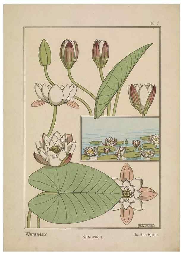 Reproducción/Reproduction 48309047297: La plante et ses applications ornementales /. Paris :Librairie Centrale des Beaux-Arts, E. Lévy, éditeur ...[1896]. 