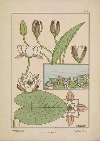 Reproducción/Reproduction 48309047297: La plante et ses applications ornementales /. Paris :Librairie Centrale des Beaux-Arts, E. Lévy, éditeur ...[1896]. 