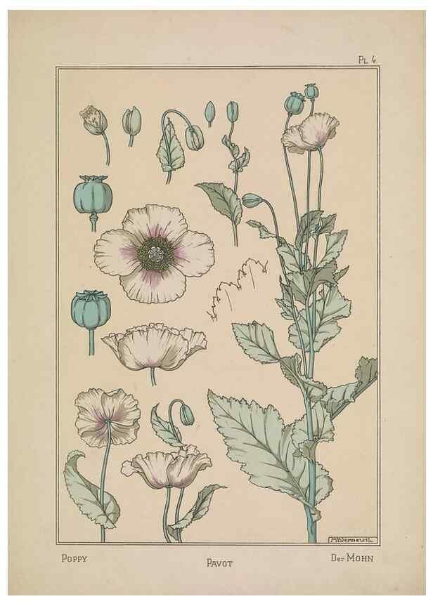Reproducción/Reproduction 48309046867: La plante et ses applications ornementales /. Paris :Librairie Centrale des Beaux-Arts, E. Lévy, éditeur ...[1896]. 