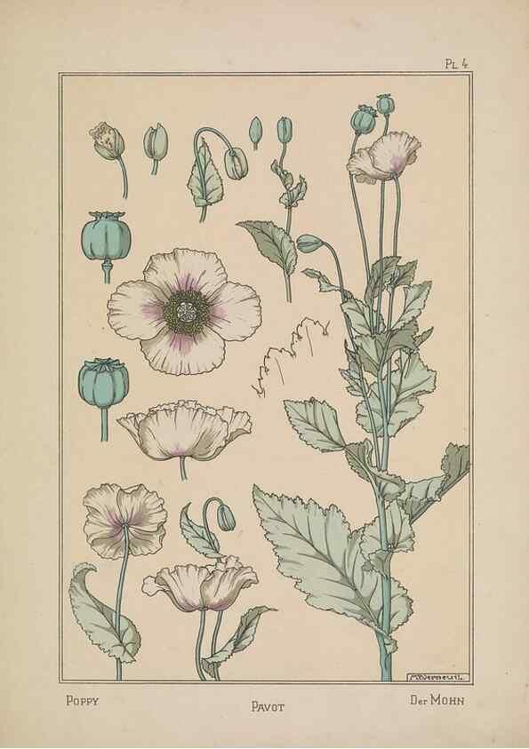 Reproducción/Reproduction 48309046867: La plante et ses applications ornementales /. Paris :Librairie Centrale des Beaux-Arts, E. Lévy, éditeur ...[1896]. 