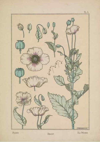 Reproducción/Reproduction 48309046867: La plante et ses applications ornementales /. Paris :Librairie Centrale des Beaux-Arts, E. Lévy, éditeur ...[1896]. 