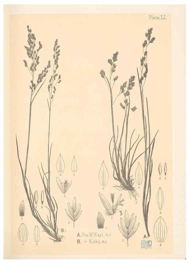 Reproducción/Reproduction 48308426736: The indigenous grasses of New Zealand.. Wellington, N. Z.,by authority, G. Didsbury, Govt. Printer,1878-1880.. 