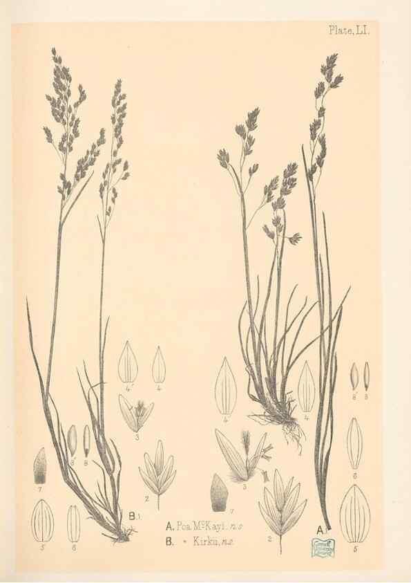 Reproducción/Reproduction 48308426736: The indigenous grasses of New Zealand.. Wellington, N. Z.,by authority, G. Didsbury, Govt. Printer,1878-1880.. 