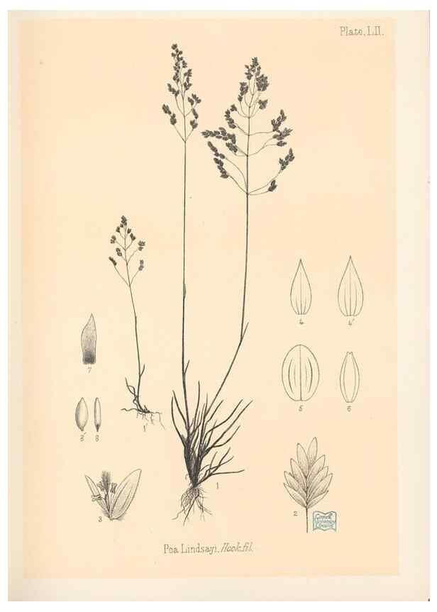 Reproducción/Reproduction 48308540232: The indigenous grasses of New Zealand.. Wellington, N. Z.,by authority, G. Didsbury, Govt. Printer,1878-1880.. 