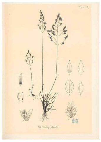 Reproducción/Reproduction 48308540232: The indigenous grasses of New Zealand.. Wellington, N. Z.,by authority, G. Didsbury, Govt. Printer,1878-1880.. 