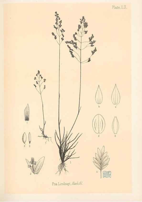 Reproducción/Reproduction 48308540232: The indigenous grasses of New Zealand.. Wellington, N. Z.,by authority, G. Didsbury, Govt. Printer,1878-1880.. 
