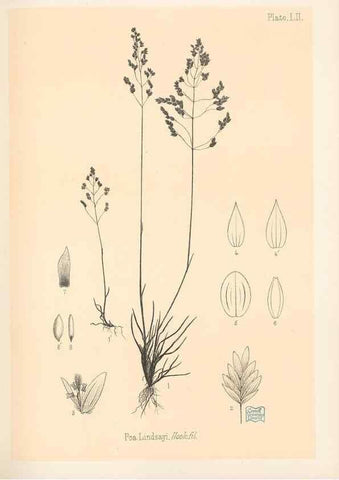 Reproducción/Reproduction 48308540232: The indigenous grasses of New Zealand.. Wellington, N. Z.,by authority, G. Didsbury, Govt. Printer,1878-1880.. 