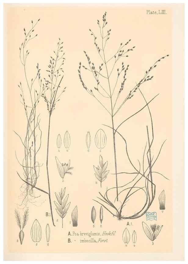 Reproducción/Reproduction 48308427471: The indigenous grasses of New Zealand.. Wellington, N. Z.,by authority, G. Didsbury, Govt. Printer,1878-1880.. 