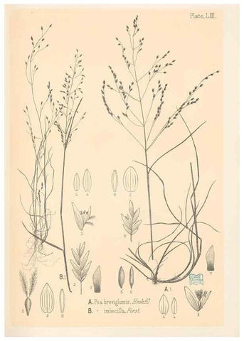 Reproducción/Reproduction 48308427471: The indigenous grasses of New Zealand.. Wellington, N. Z.,by authority, G. Didsbury, Govt. Printer,1878-1880.. 