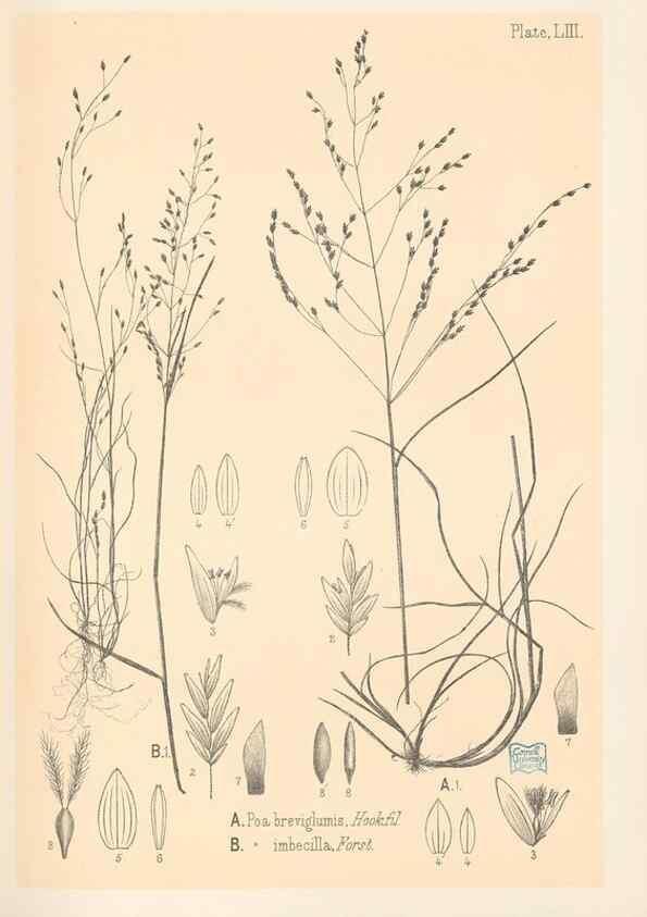 Reproducción/Reproduction 48308427471: The indigenous grasses of New Zealand.. Wellington, N. Z.,by authority, G. Didsbury, Govt. Printer,1878-1880.. 