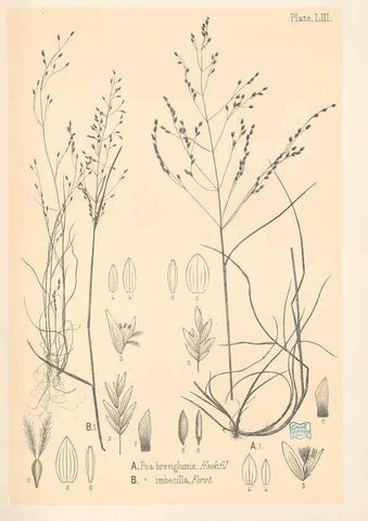 Reproducción/Reproduction 48308427471: The indigenous grasses of New Zealand.. Wellington, N. Z.,by authority, G. Didsbury, Govt. Printer,1878-1880.. 