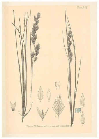 Reproducción/Reproduction 48308540997: The indigenous grasses of New Zealand.. Wellington, N. Z.,by authority, G. Didsbury, Govt. Printer,1878-1880.. 