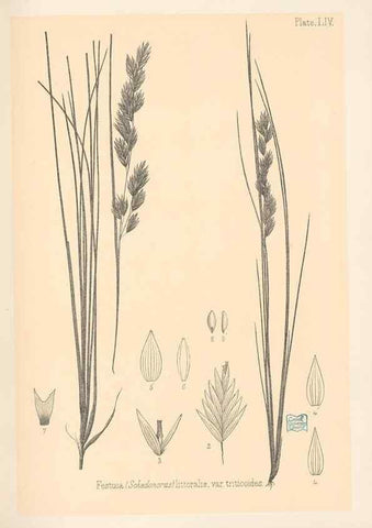 Reproducción/Reproduction 48308540997: The indigenous grasses of New Zealand.. Wellington, N. Z.,by authority, G. Didsbury, Govt. Printer,1878-1880.. 
