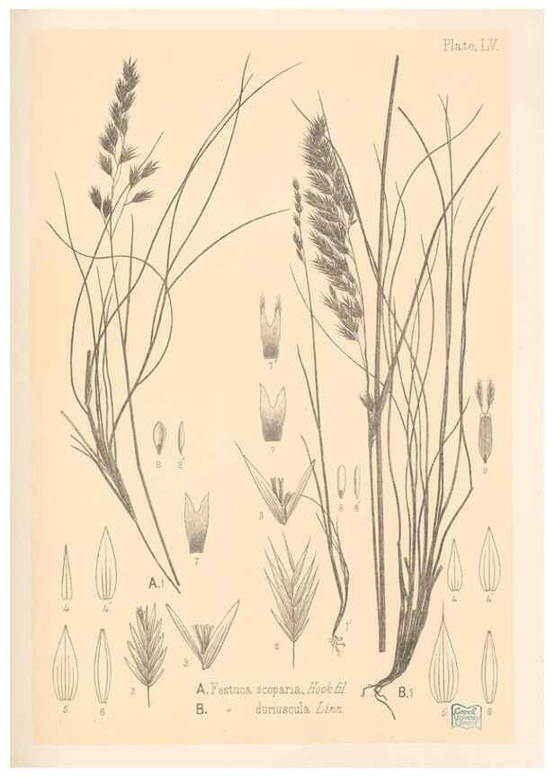 Reproducción/Reproduction 48308541492: The indigenous grasses of New Zealand.. Wellington, N. Z.,by authority, G. Didsbury, Govt. Printer,1878-1880.. 