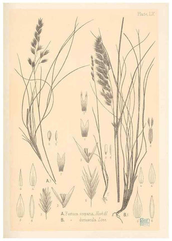 Reproducción/Reproduction 48308541492: The indigenous grasses of New Zealand.. Wellington, N. Z.,by authority, G. Didsbury, Govt. Printer,1878-1880.. 
