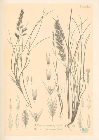 Reproducción/Reproduction 48308541492: The indigenous grasses of New Zealand.. Wellington, N. Z.,by authority, G. Didsbury, Govt. Printer,1878-1880.. 