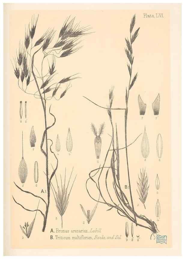 Reproducción/Reproduction 48308541942: The indigenous grasses of New Zealand.. Wellington, N. Z.,by authority, G. Didsbury, Govt. Printer,1878-1880.. 