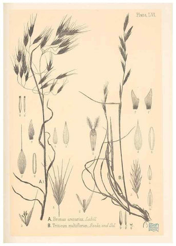 Reproducción/Reproduction 48308541942: The indigenous grasses of New Zealand.. Wellington, N. Z.,by authority, G. Didsbury, Govt. Printer,1878-1880.. 