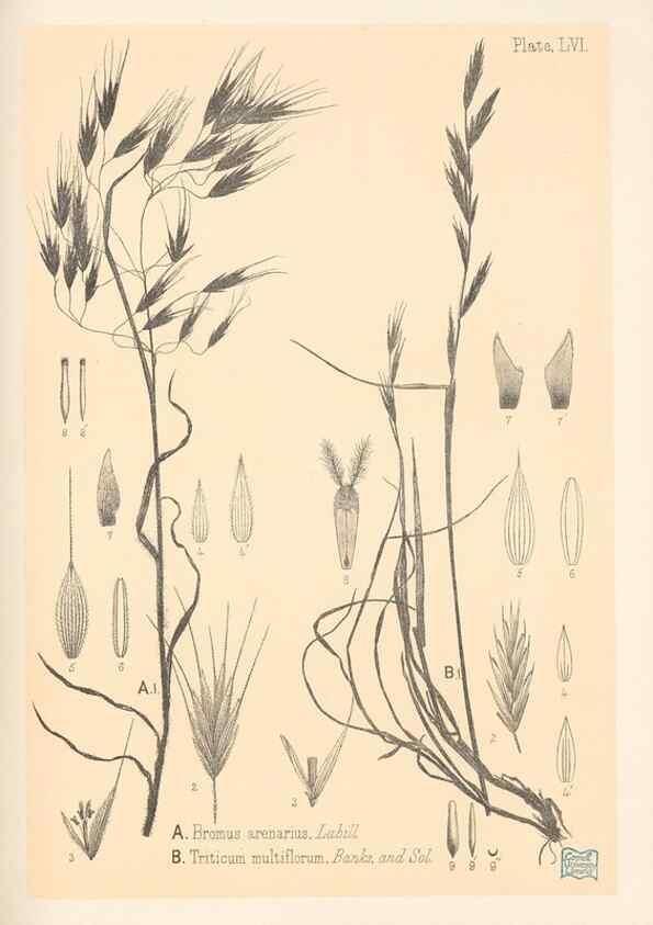 Reproducción/Reproduction 48308541942: The indigenous grasses of New Zealand.. Wellington, N. Z.,by authority, G. Didsbury, Govt. Printer,1878-1880.. 