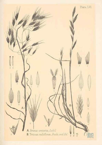 Reproducción/Reproduction 48308541942: The indigenous grasses of New Zealand.. Wellington, N. Z.,by authority, G. Didsbury, Govt. Printer,1878-1880.. 