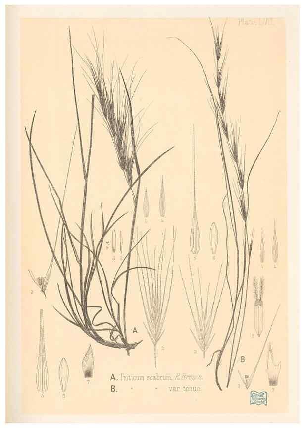 Reproducción/Reproduction 48308429196: The indigenous grasses of New Zealand.. Wellington, N. Z.,by authority, G. Didsbury, Govt. Printer,1878-1880.. 